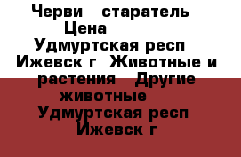 Черви – старатель › Цена ­ 1 500 - Удмуртская респ., Ижевск г. Животные и растения » Другие животные   . Удмуртская респ.,Ижевск г.